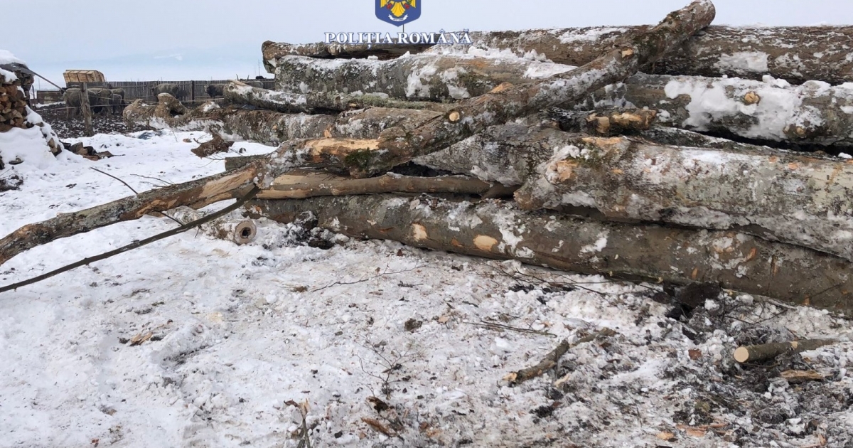 Ditrói férfit bírságoltak meg Gyergyóalfaluban, mert kísérőlevél nélkül szállított fát